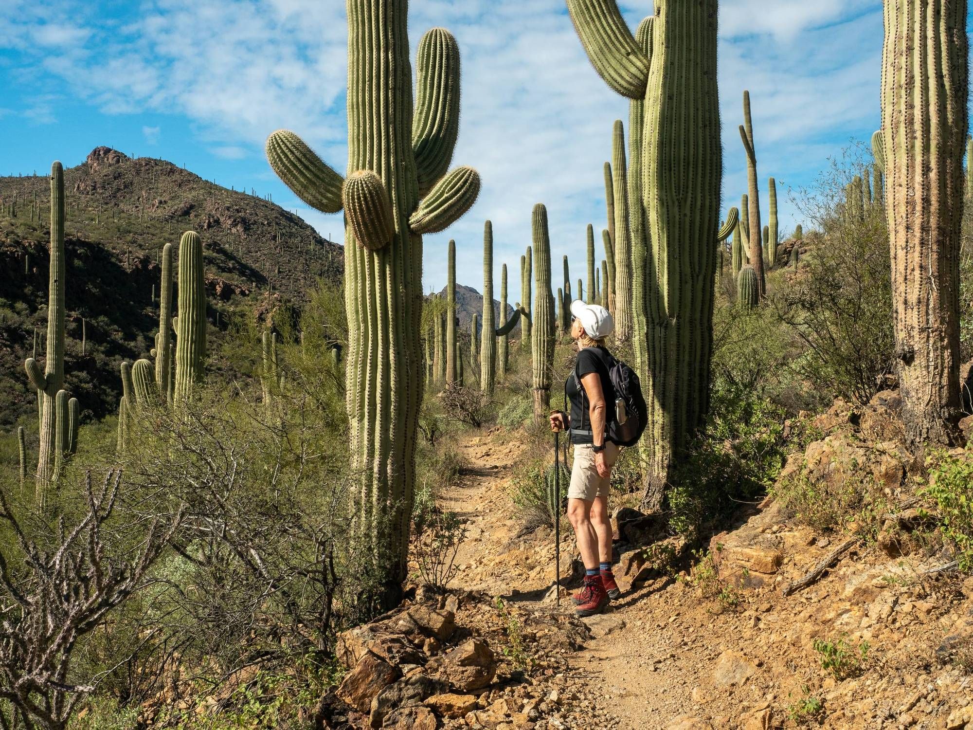 Emberwood apartments A person hiking a desert trail among tall cacti under a blue sky.